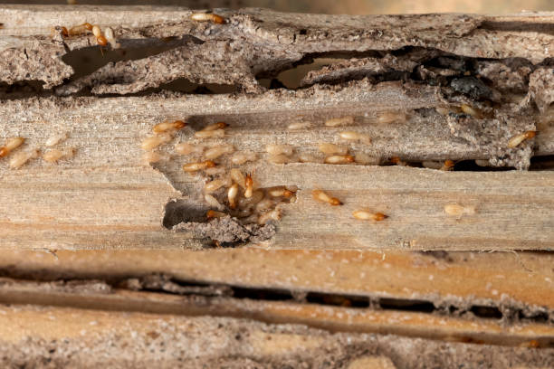 Best Wildlife Control Services  in Belpre, OH