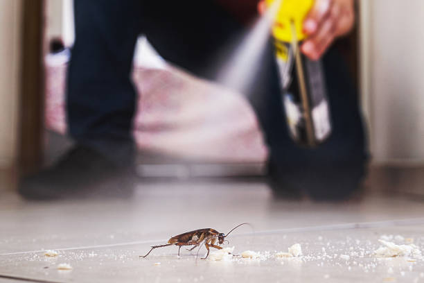 Best Best Pest Control Near Me  in Belpre, OH