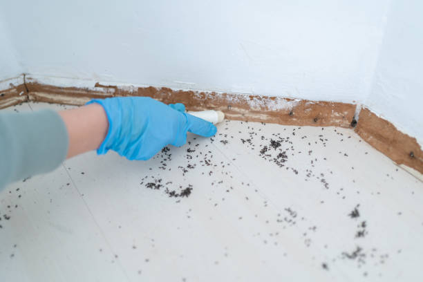 Best Rat Extermination Near Me  in Belpre, OH